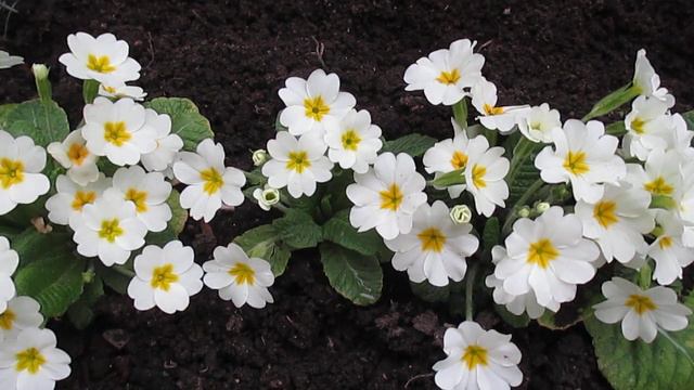 E69ca3bd848af556b6147c28fac9d338