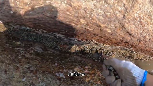 二哥赶海抓辣螺，先登上本地无人岛开始扫荡海螺，爆桶才能过瘾