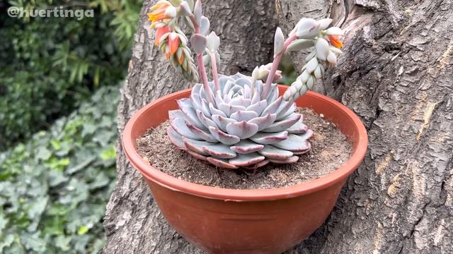 ECHEVERIA RAFFINE | Cuidados De Suculenta!