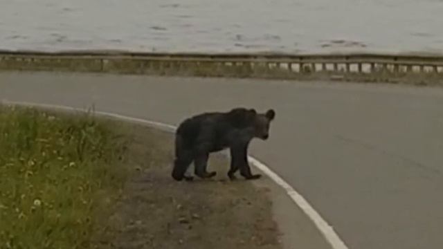 Россия. Медведи нападают. Лето 2020  \ Russia. Bears Attack. Summer 2020.