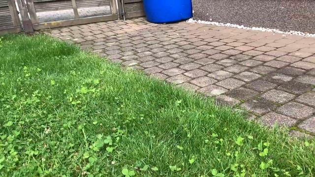 Бостон Терьер Юна покусала яйцо