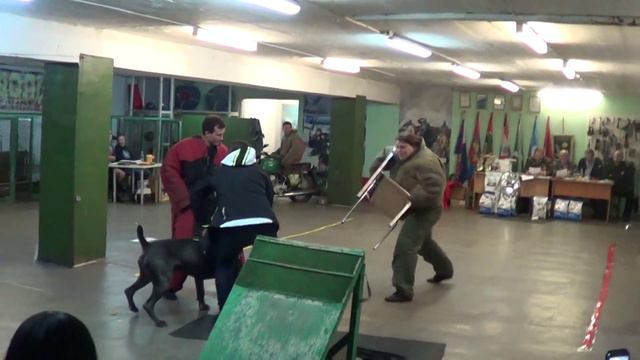 собака телохранитель... 2 участник