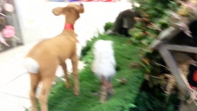 Механические звери в ТЦ Европейский.