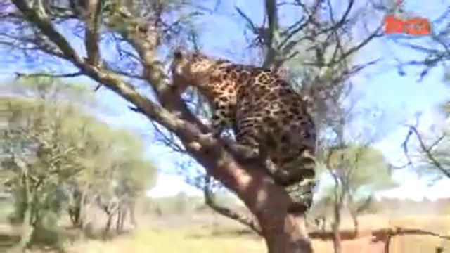 Где Собака  и  Ягуар друзья.. Cute Dog and Jaguar Are Best Friends
