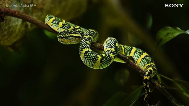 Alpha 7R V | Featuring Portraits, Wedding & Wildlife Creations | Sony | α