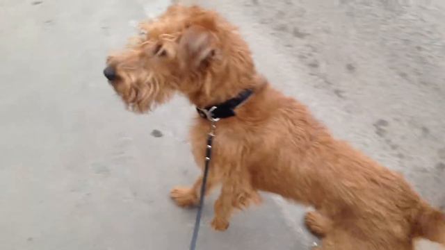 Алексу не нравится государственная атрибутика