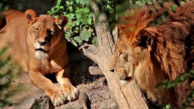 Лев. Царь Зверей.