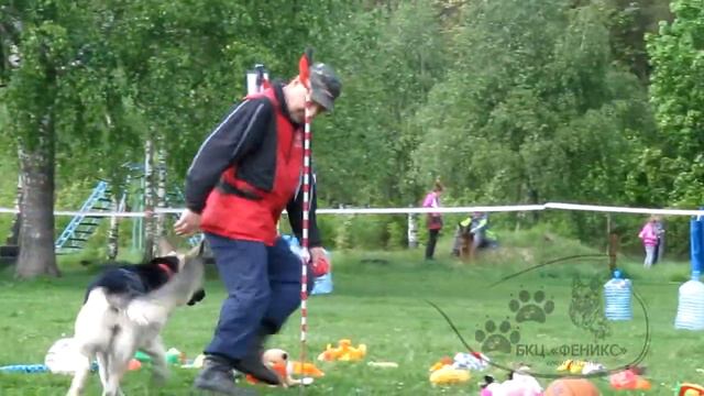 27 05 17 г Моя собака Слалом ВЕО Сканди