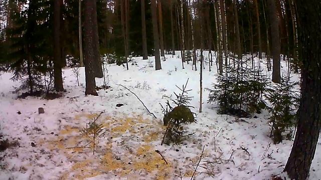 Камера в лесу с 12 марта по 15 апреля 2018.