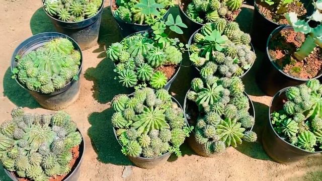 Plants Nursery Tour 2023 | #succulents #flowers #plants