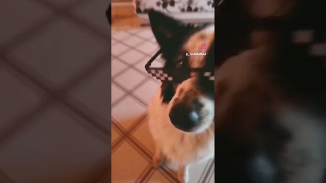 Dog With Glasses, собака в очках ,Hund Mit Brille