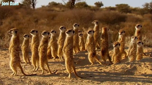 СУРИКАТ - Бесстрашное животное! Хитрый дружок Мангуста. Сурикат в деле !