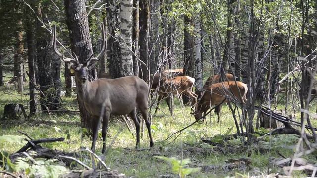 Животные тайны: мистика и легенды