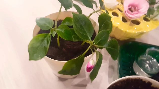 Черенки - Impatiens Walleriana или Цыганче. Посадка.