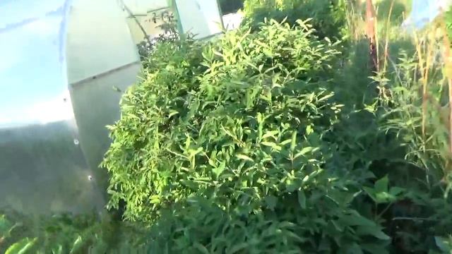 Обзор неухоженной дачи в июне 2020г Кострома