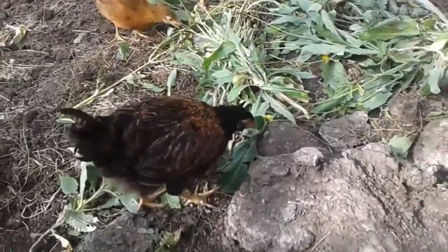 Насколько рентабельно содержать домашнюю курицу