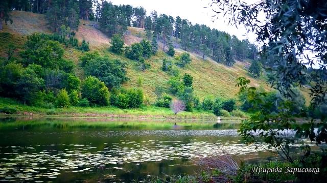 Звуки природы / Река, старое русло, пение птиц, природа