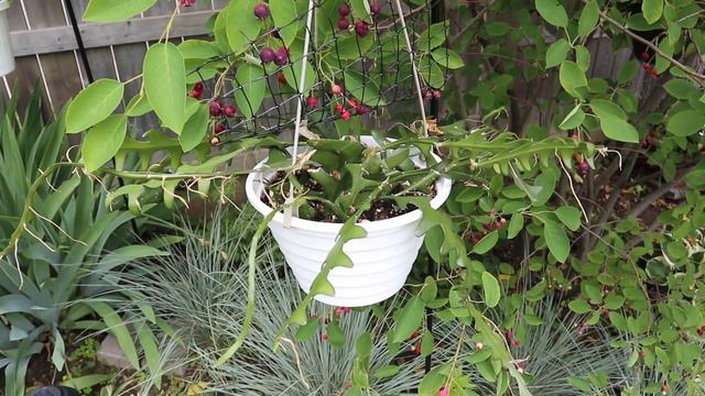 Head On Out! - Backyard Garden Tour (June Update)