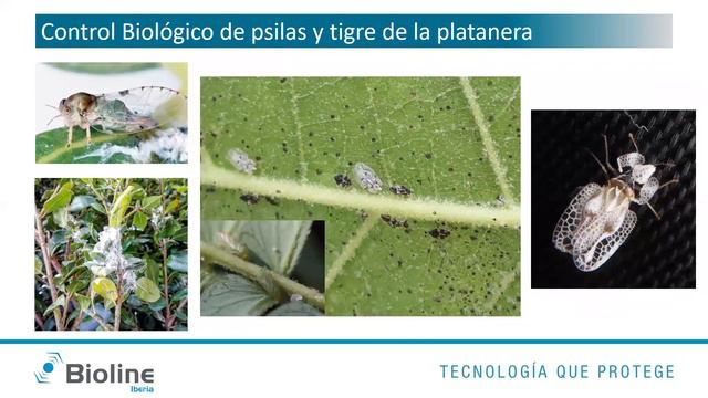 Innovación En Control Biológico En Ornamentales Y Espacios Verdes