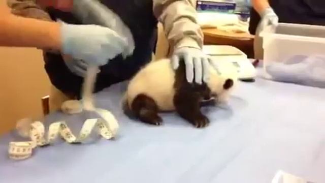 Как пищат пандочки:) Милейшее видео!)