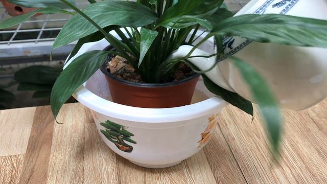 I Sprinkle 1 Spoon! Anthurium Without Flowers Suddenly Blooms Continuously All Year Long