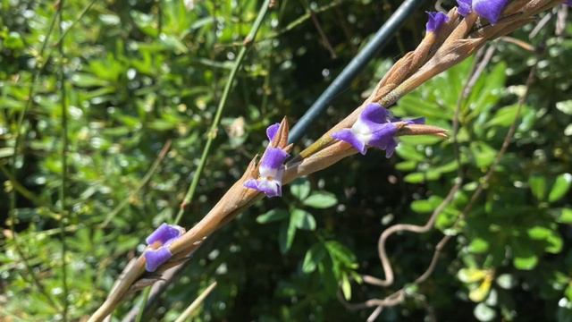 8- Bromeliáceas Y Otras Yerbas!!!! Vamos A Hacer Un Ensayo!!!!