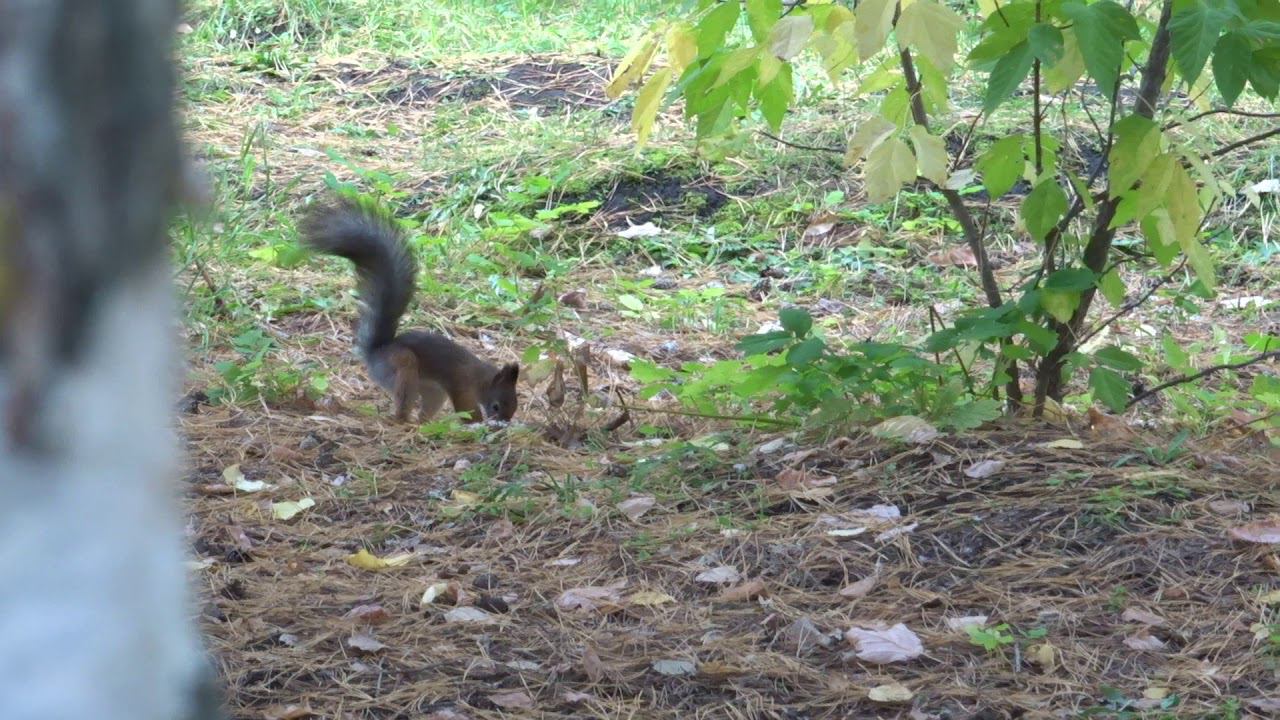 Белка за работой