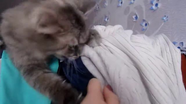 Кошка дерется. Кошка играет