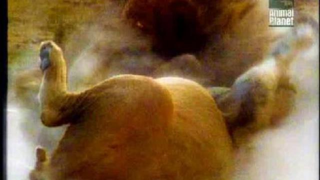 Дневник большой кошки сезон1серия4