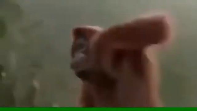 Обезьяна на дур доме