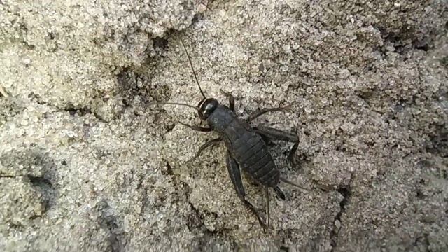 Клещ.Полевой сверчок.Рыжий лесной муравей.Весна 2023