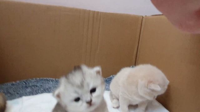 ? котята британской породы возраст 3 недели