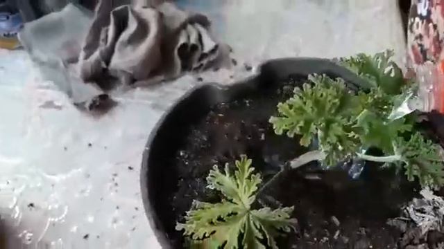 GÜL DAMLASI (ROSE DROP FLOWER) ÇOĞALTMA 🌿 ITIR ÇİÇEĞİ BAKIMI VE FAYDALARI HAKKINDA BİLGİLER 🌺