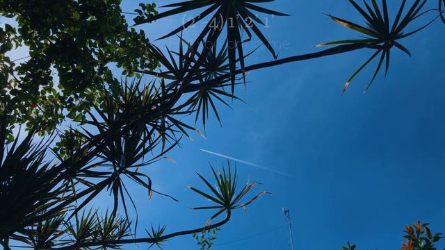 Cloud 9 By Beach Bunny Kalimba Cover With Easy Tabs