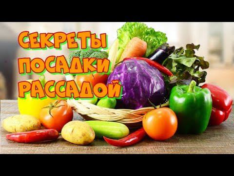 Секреты Успеха Посадки Рассадой Капусты Перца и других Овощей