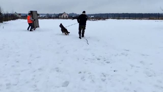 Тренинг молодых собак питомника Вон Хаус Бусидо
