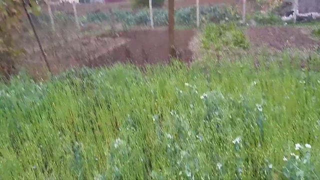 Вы забудете о медведке навсегда с сидератом