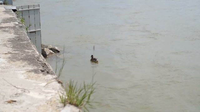 Sony NEX-F3 -- Rodinný Bezzrkadlovec