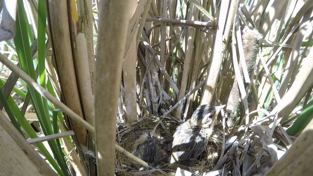 Камышовка барсучок 170622 3 выход из гнезда 26июня 2