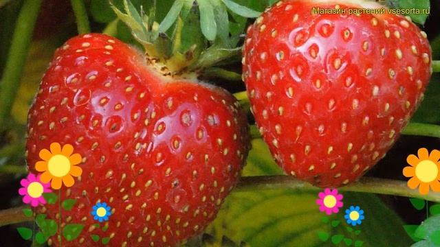 Земляника садовая Таго. Краткий обзор, описание характеристик Fragaria Ananassa Таго