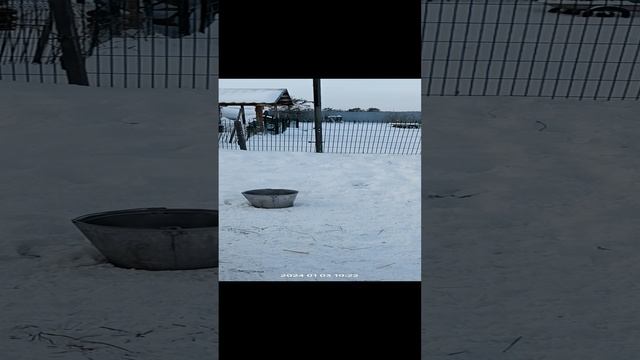 -36С . катумские овцы.