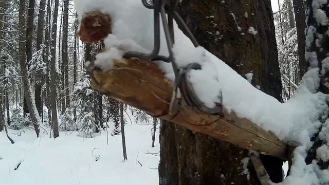 Проверка капканов на снегоходе