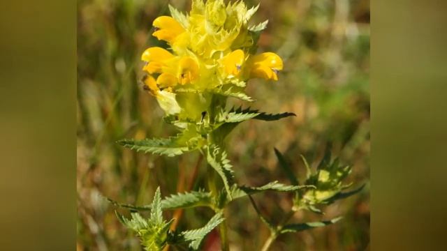 ПОГРЕМОК (RHINANTHUS)