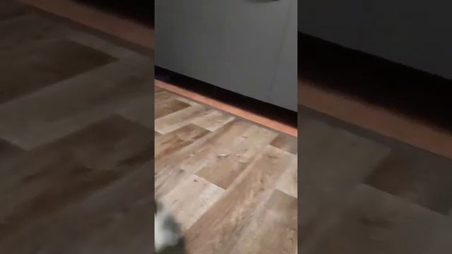 Буся ждет Вашей помощи