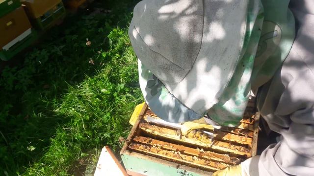 ПОТОМКИ СРЕДНЕРУССКОЙ ПЧЕЛЫ НА НАШЕЙ ПАСЕКИ.НЕОЖИДАННОЕ ПОПОЛНЕНИЕ.