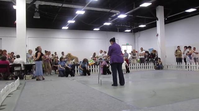 Карлики черные  сравнение на ЛПП