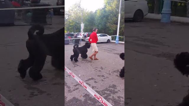 14 октября 2017 г.