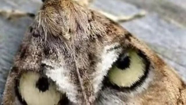 Мир бабочек.