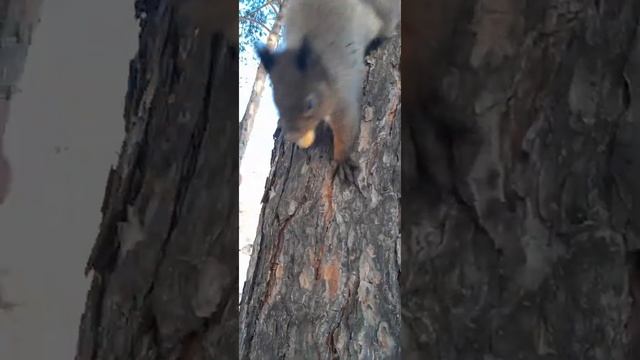 Кормим рыжую белочку Куцехвостика