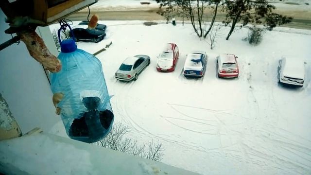 Клёст